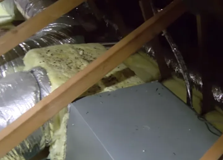 Mouse droppings on attic insulation and ductwork in a Huntsville, Texas home