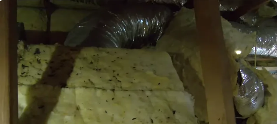 Rodent droppings spread over fiberglass insulation between attic joists