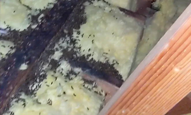 Roof rat droppings scattered across attic insulation in a Huntsville, Texas home